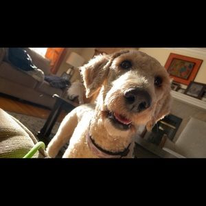 Meet your Posher, Herman